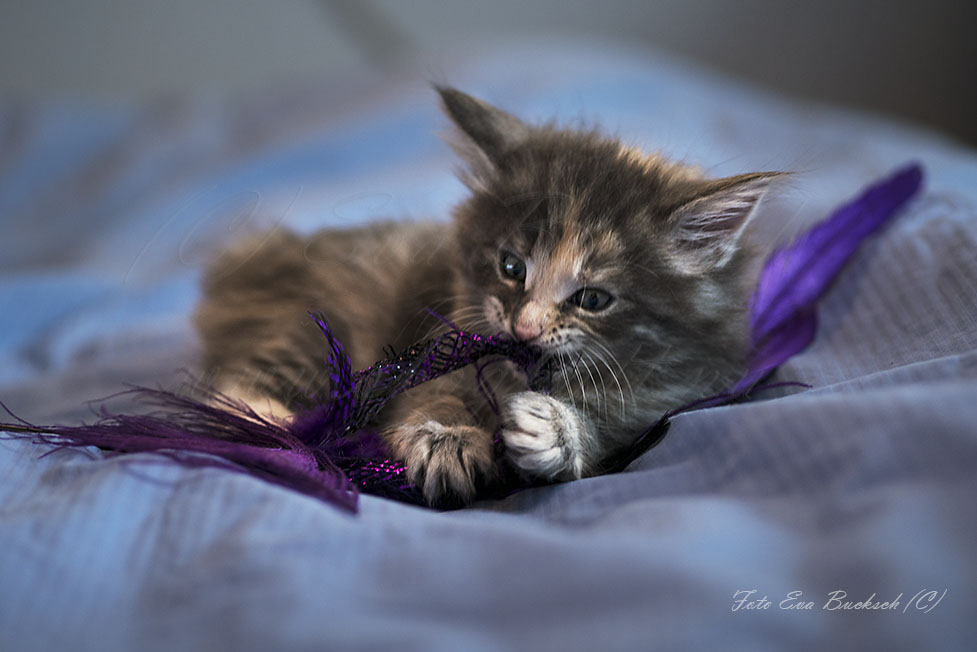 SE*Huldrelandets norska skogkatter - foto av Eva Bucksch